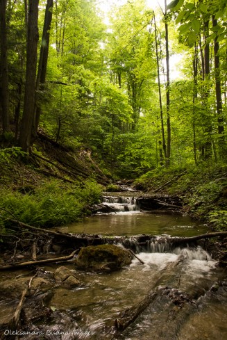 stream in the forest