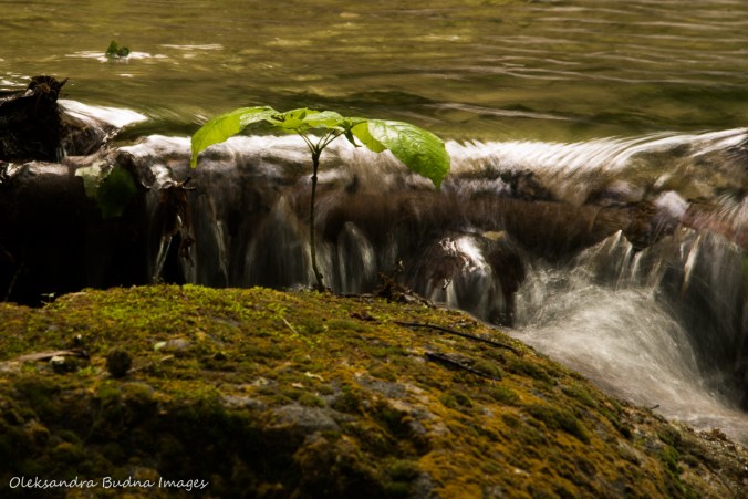 small plant at the edge of water