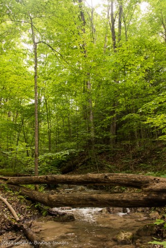 stream in the forest at Hockley Valley Nature Reserve