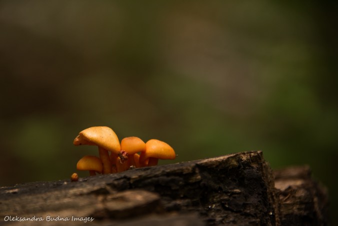 mushrooms on a log