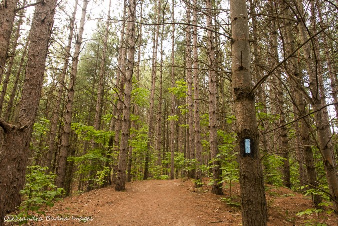 pine forest at Hockley Valley Nature Reserve