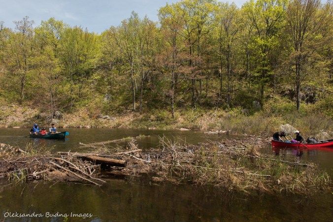 beaver dam in Kawartha Highlands