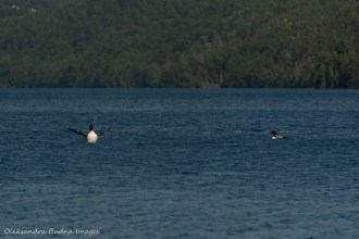 loons on Nellie Lake in Killarney