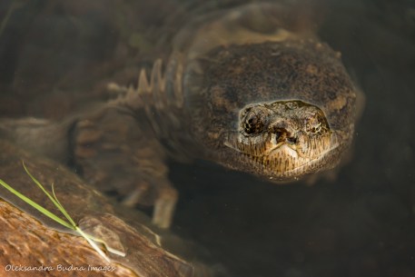 snapping turtle