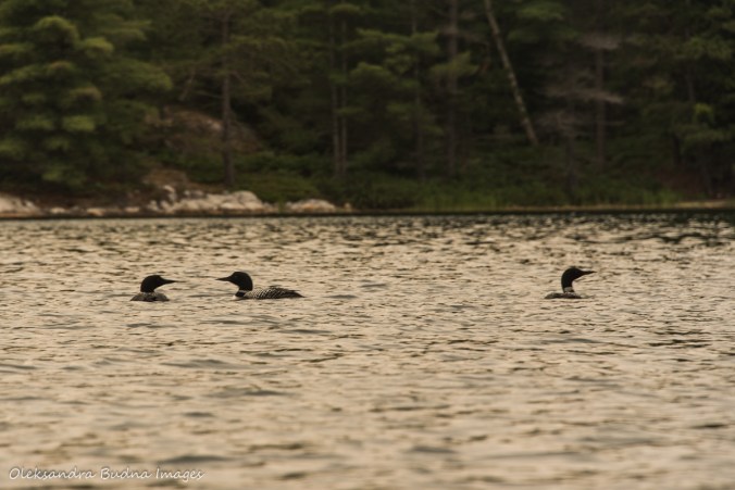 three loons on Grace Lake in Killarney