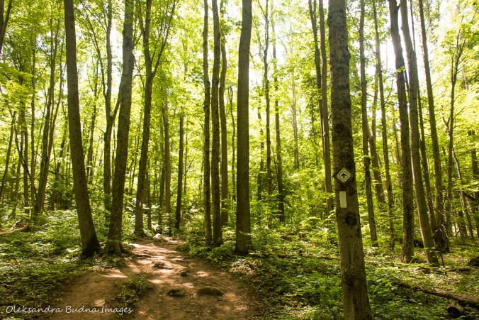 Bruce trail at Crawford Lake Conservation Area