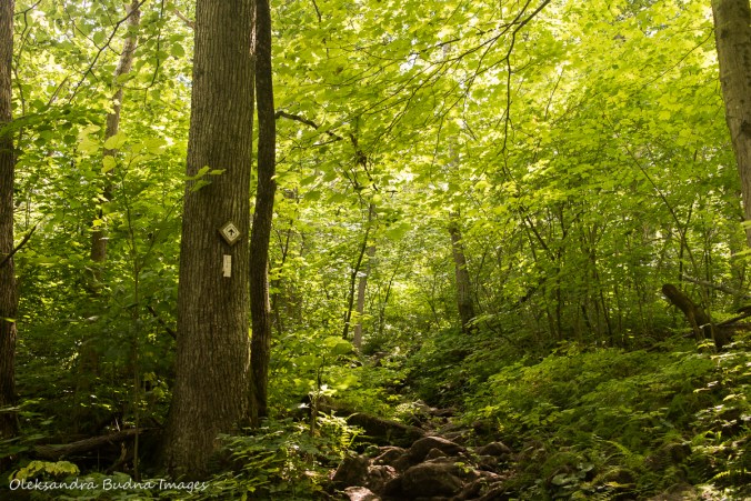 Bruce trail at Crawford Lake Conservation Area