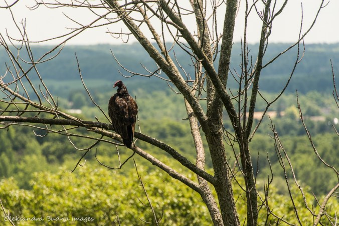 vulture in a tree