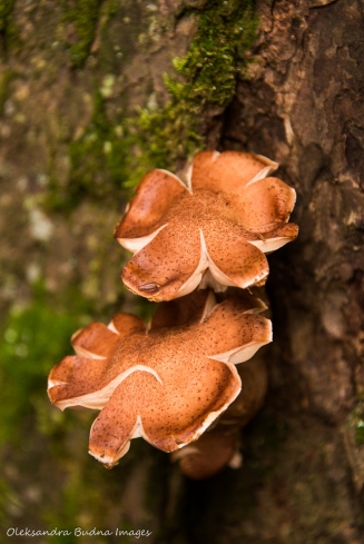 muhsrooms on the tree trunk