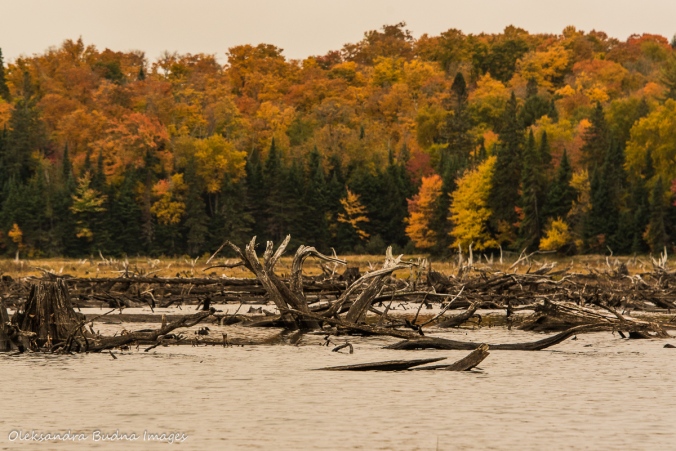 Parkside Bay in Algonquin in the fall