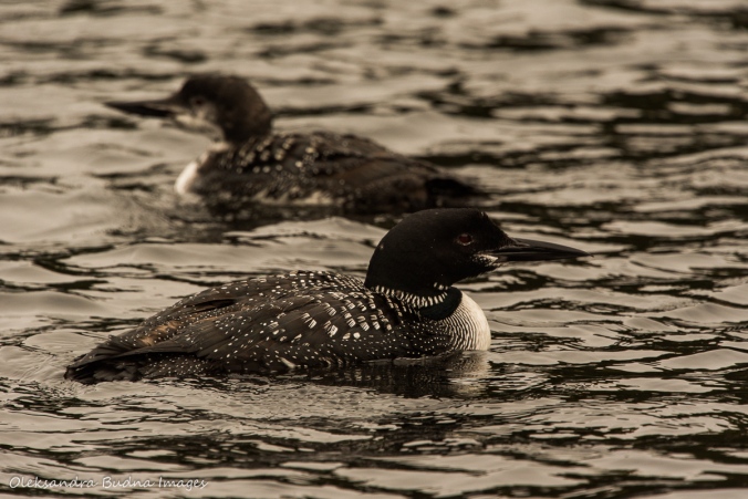 a couple of loons on the lake