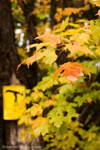 fall foliage with a portage sign in the background
