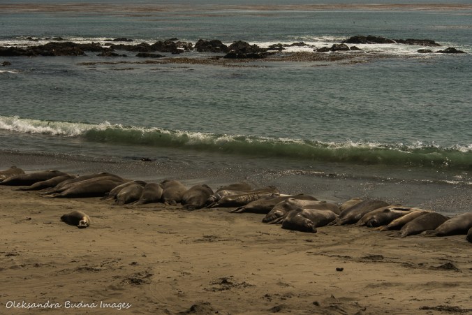 elephant seals off Pacific Coast highway 1 in California