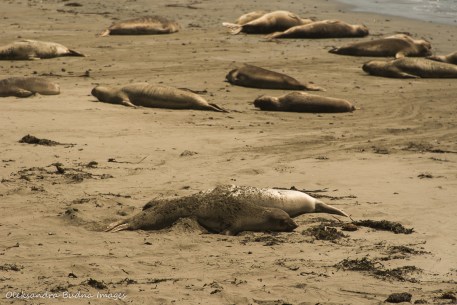 elephant seals off Pacific Coast highway 1 in California