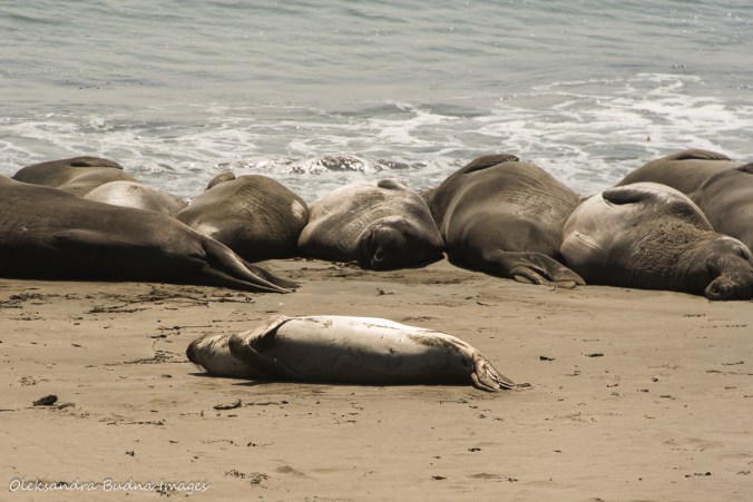 elephant seals off Pacific Coast highway 1 in California