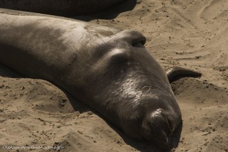 elephant seals off Pacific Coast highway 1 in California