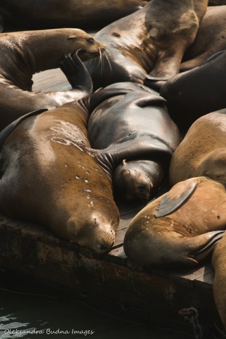 sea lions at Pier 39 in San Francisco