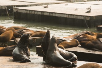 sea lions at Pier 39 in San Francisco