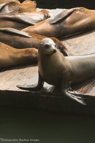 sea lions at Pier 39 in San Francisco