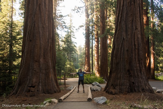 between two gian sequoias in Sequoia National Park