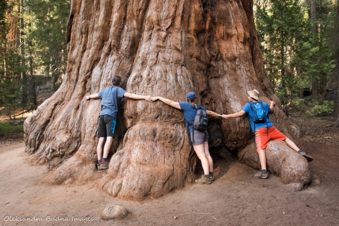 hugging a sequoia in Sequoia National Park