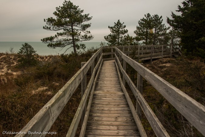 boardwalk at Pinery