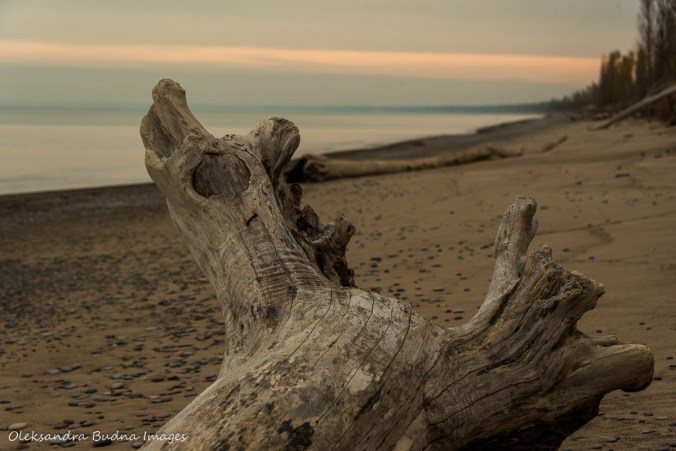 driftwood on the beach at Pinery