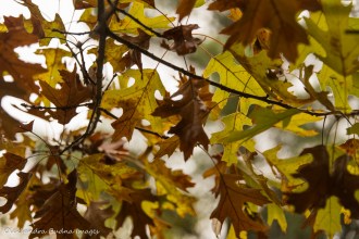 oak leaves in the fall