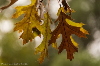 oak leaves in the fall