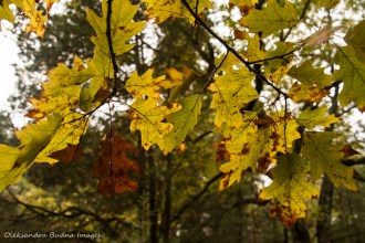 oak leaves in the fall