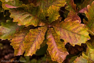 oak leaves in the fall