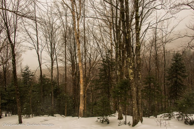 view from Spica cabin at Parc national du Mont-Mégantic