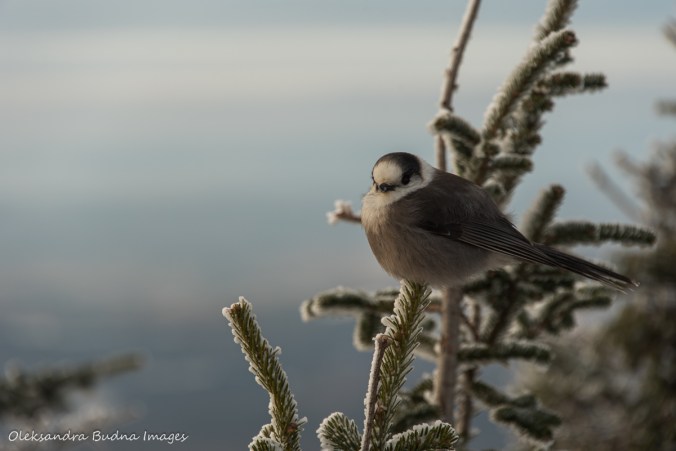 grey jay
