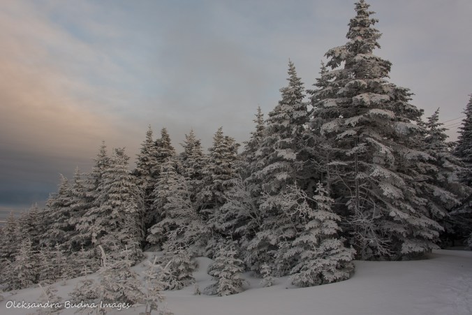 fir trees on top of Mont Mégantic in the winter