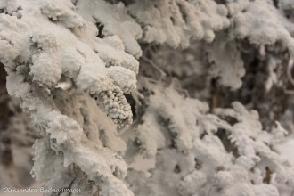 snow frozen around fir tree branches at Parc national du Mont-Mégantic