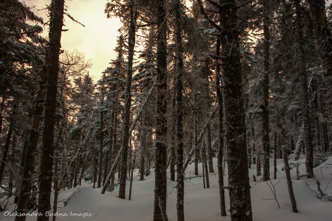 setting sun in the winter forest at Parc national du Mont-Mégantic