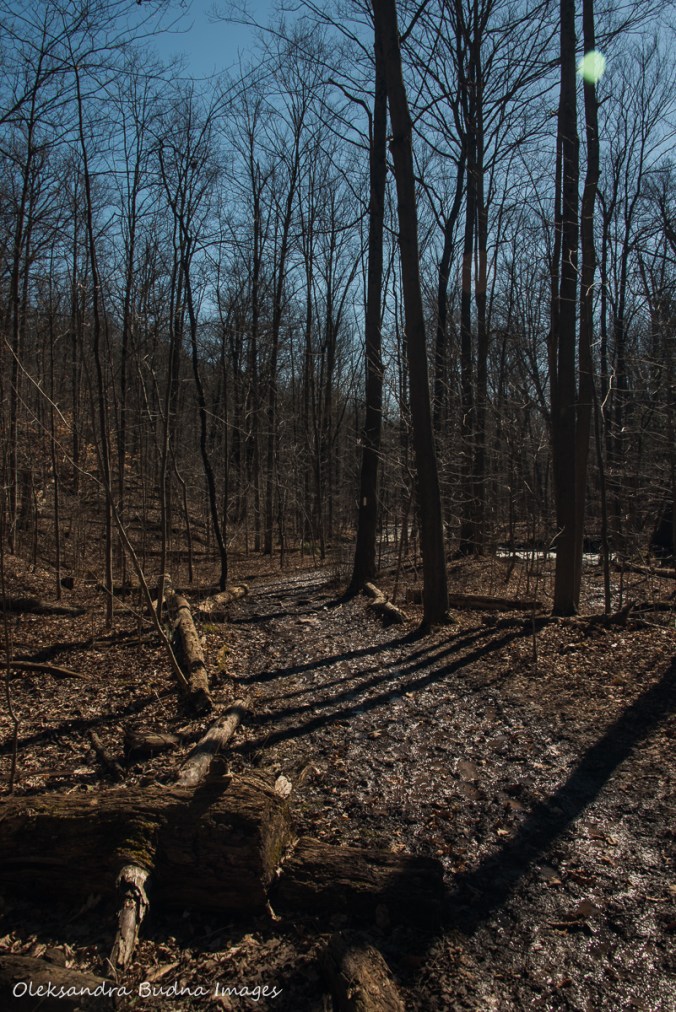 Bruce Trail near Smokey Hollow Waterfall in the spring