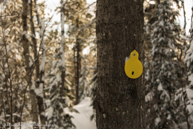snowshoeing at Windy Lake Provincial Park