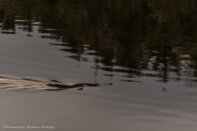 beaver swimming in the lake at The Massasauga