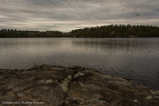 view from site 24 on Spider Lake in The Massasauga