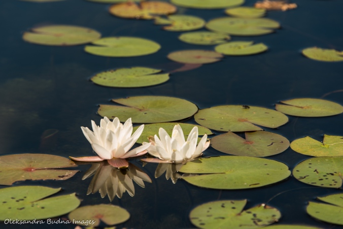 water lilies on Freeland Lake