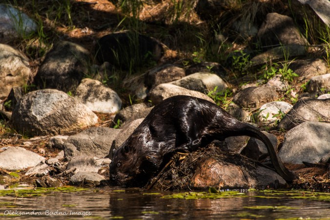 beaver on the shore in Killarney