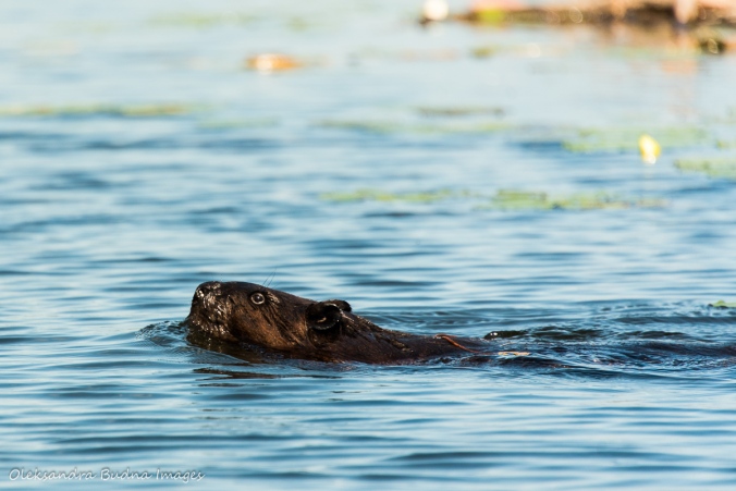beaver swimming in Freeland Lake in killarney