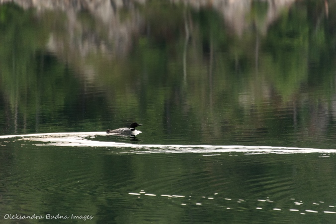 Loon swimming on Killarney lake