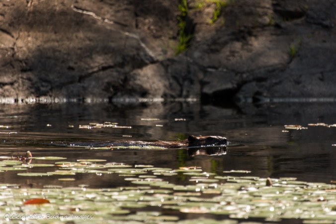 beaver swimming in Freeland Lake in killarney