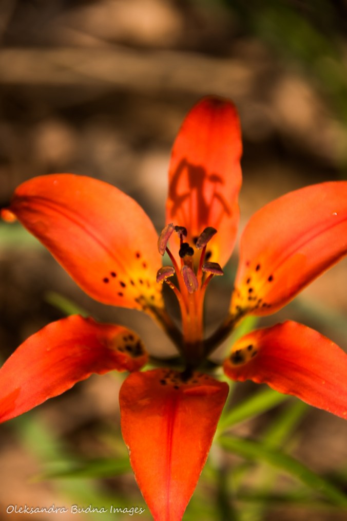 tiger lily