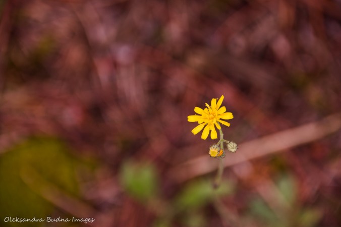 yellow flower