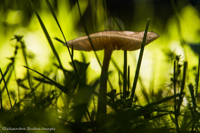 mushroom