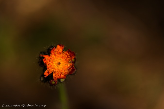 orange flower