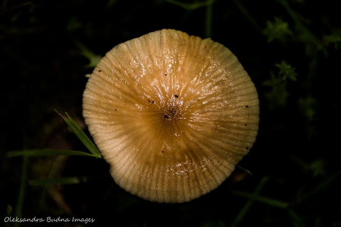mushroom